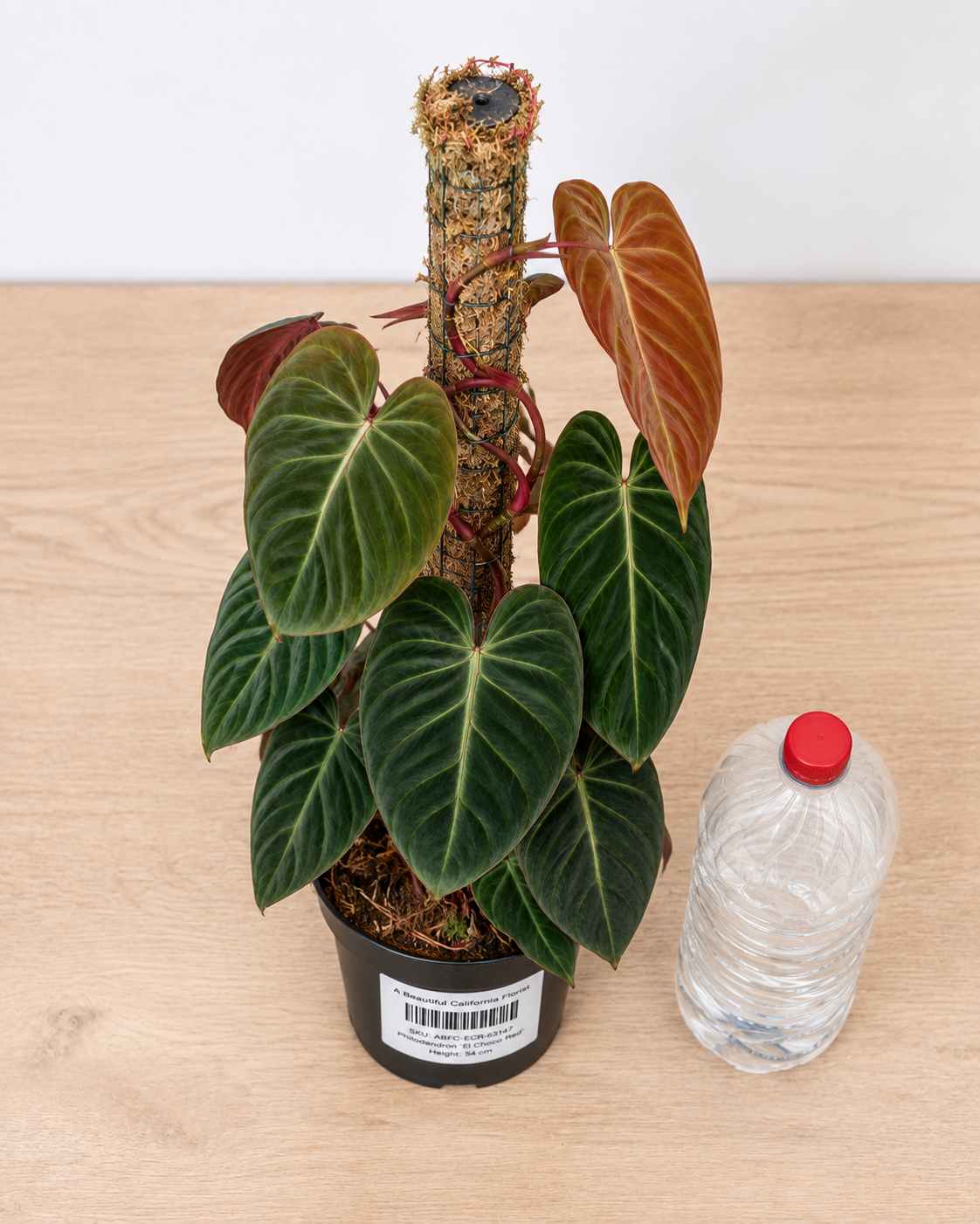 Philodendron ‘El Choco Red’ 6–8" pot