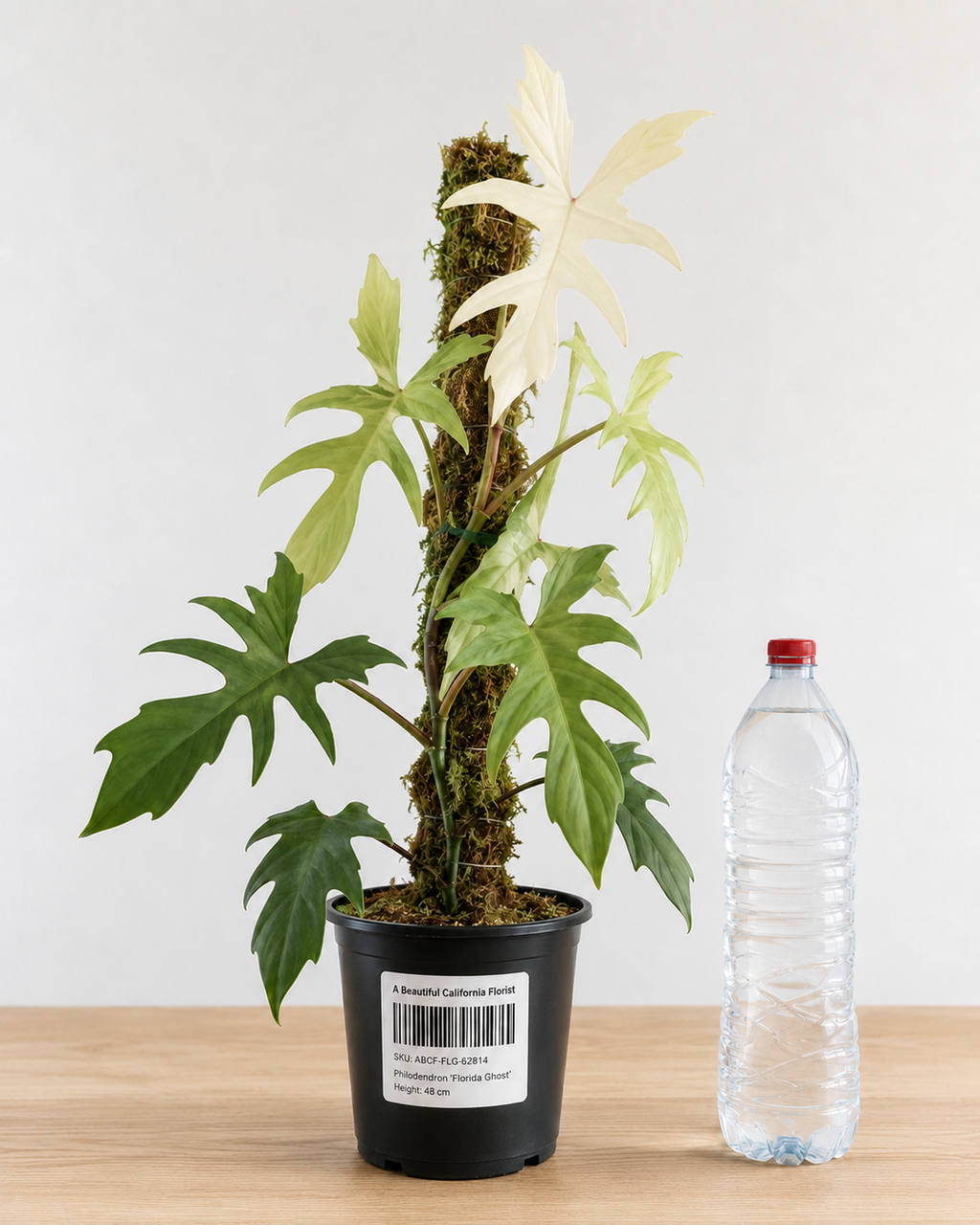 Philodendron ‘Florida Ghost’ 6–8"