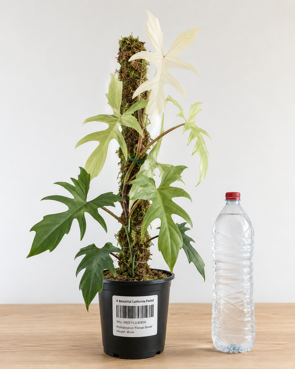 Philodendron ‘Florida Ghost’ 6–8"