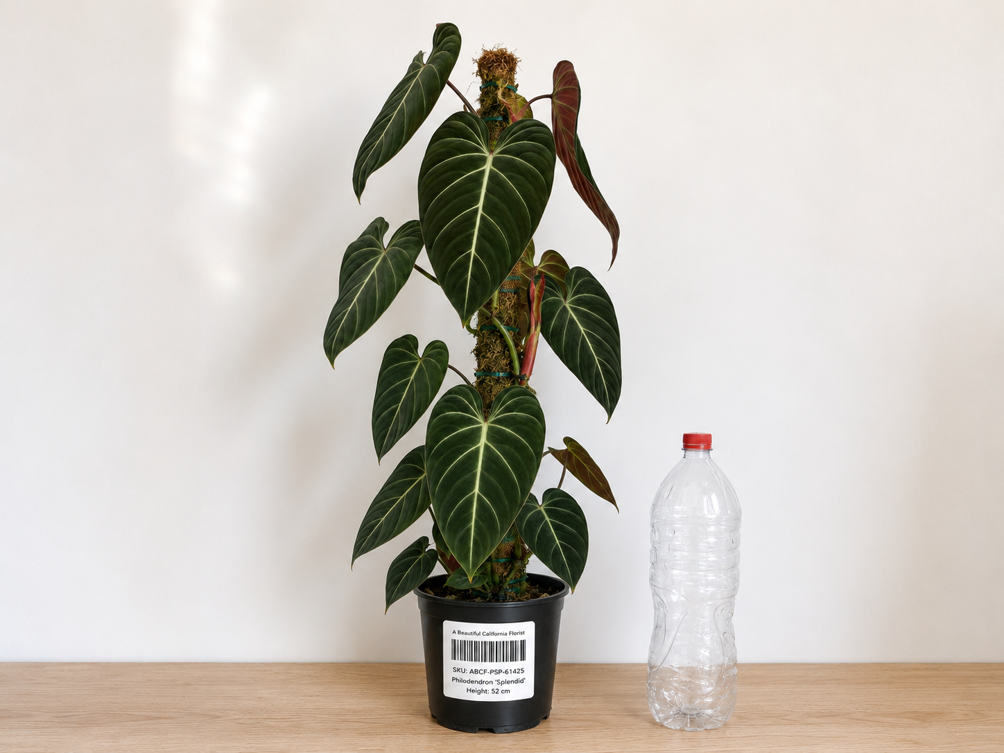 Philodendron ‘Splendid’ 6–8"
