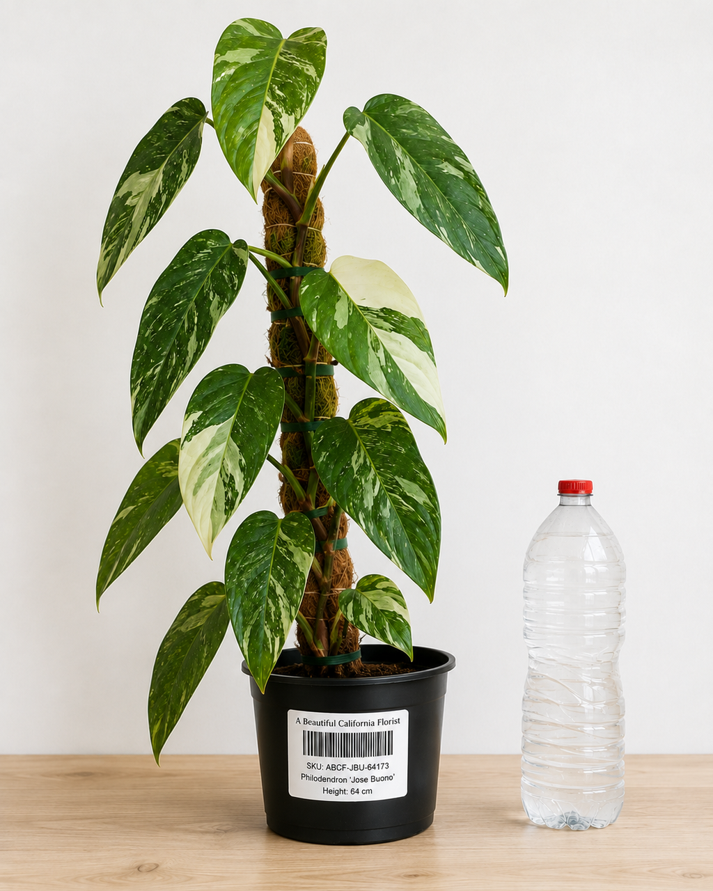 Philodendron ‘Jose Buono’ 6–8"