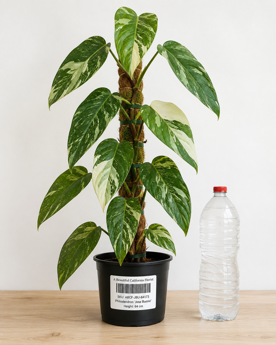 Philodendron ‘Jose Buono’ 6–8"