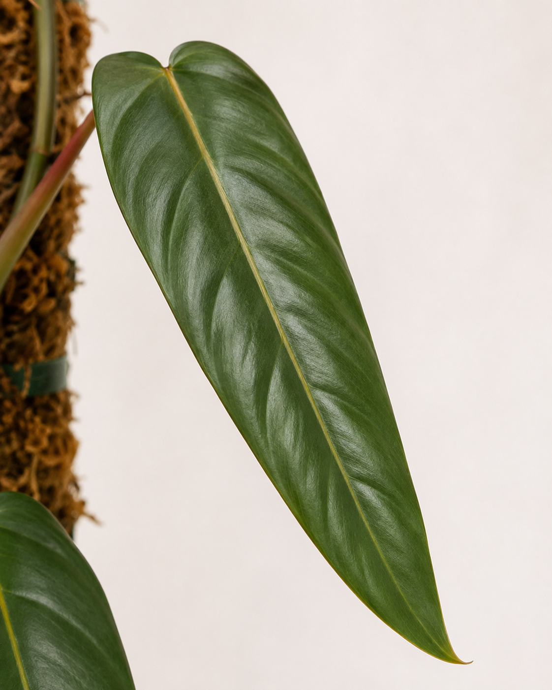 Philodendron atabapoense 6–8"pot