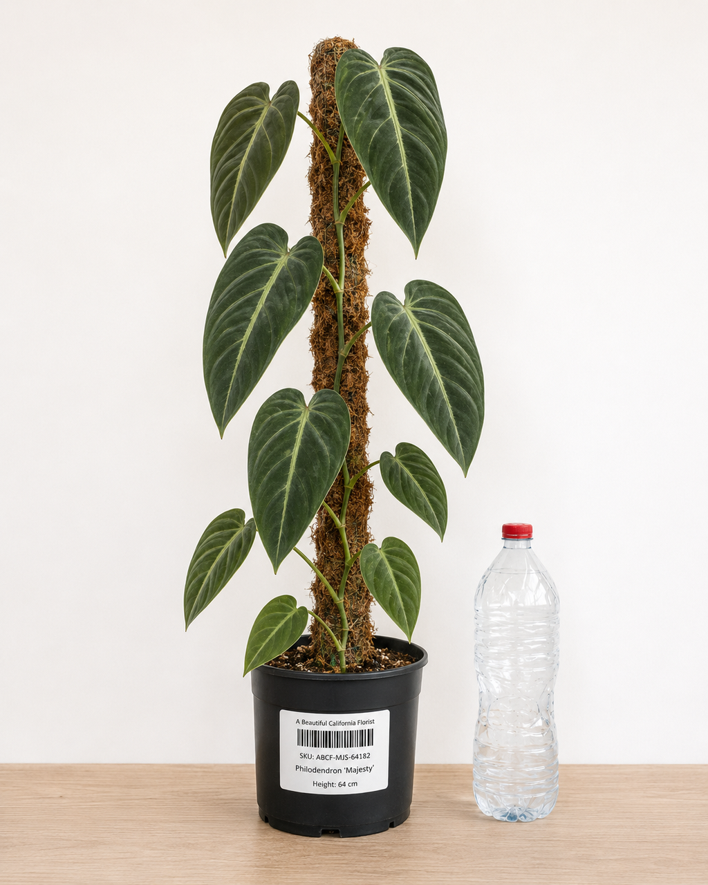 Philodendron ‘Majesty’ 6–8"