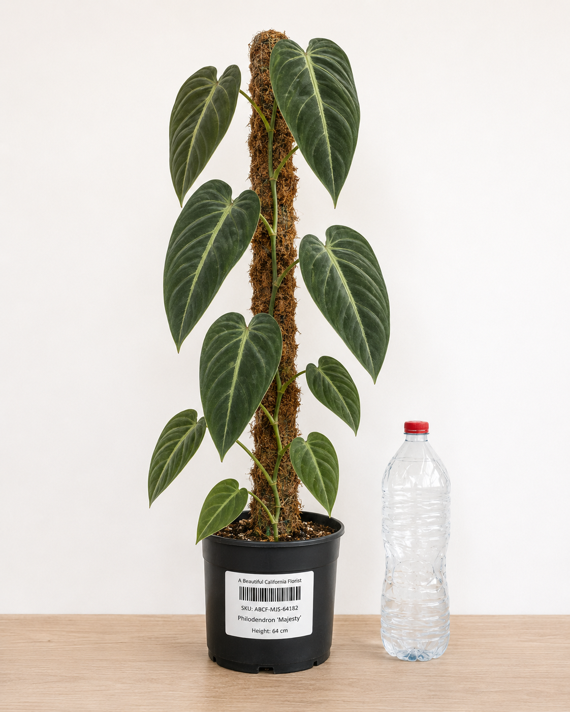 Philodendron ‘Majesty’ 6–8"