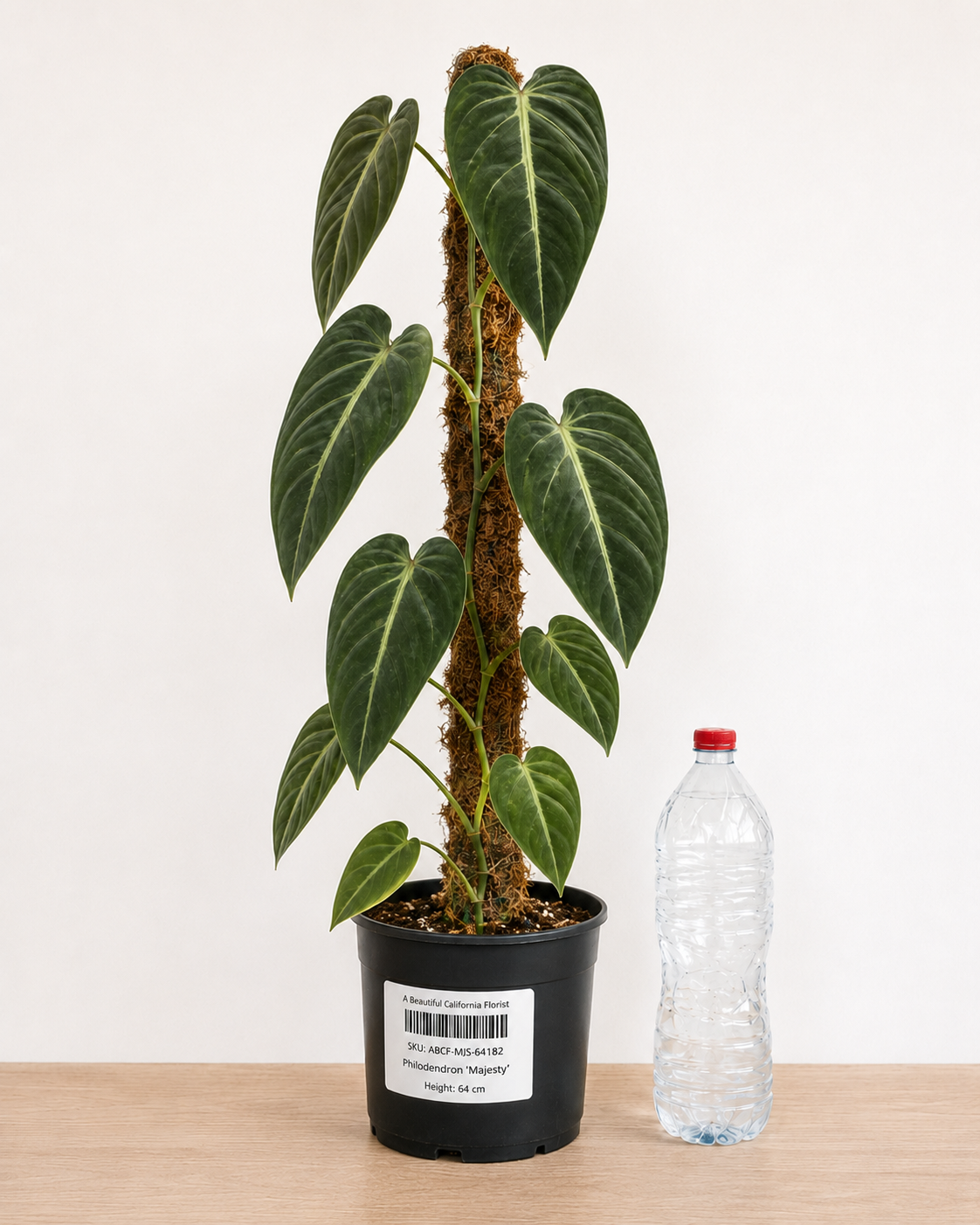 Philodendron ‘Majesty’ 6–8"
