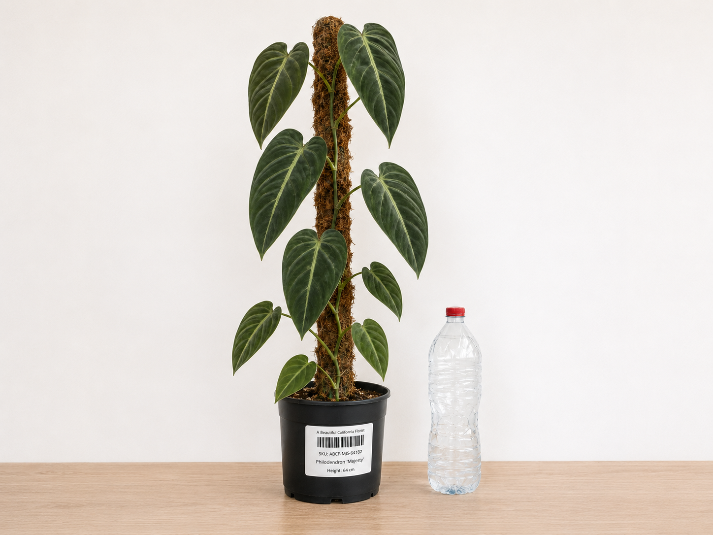 Philodendron ‘Majesty’ 6–8"