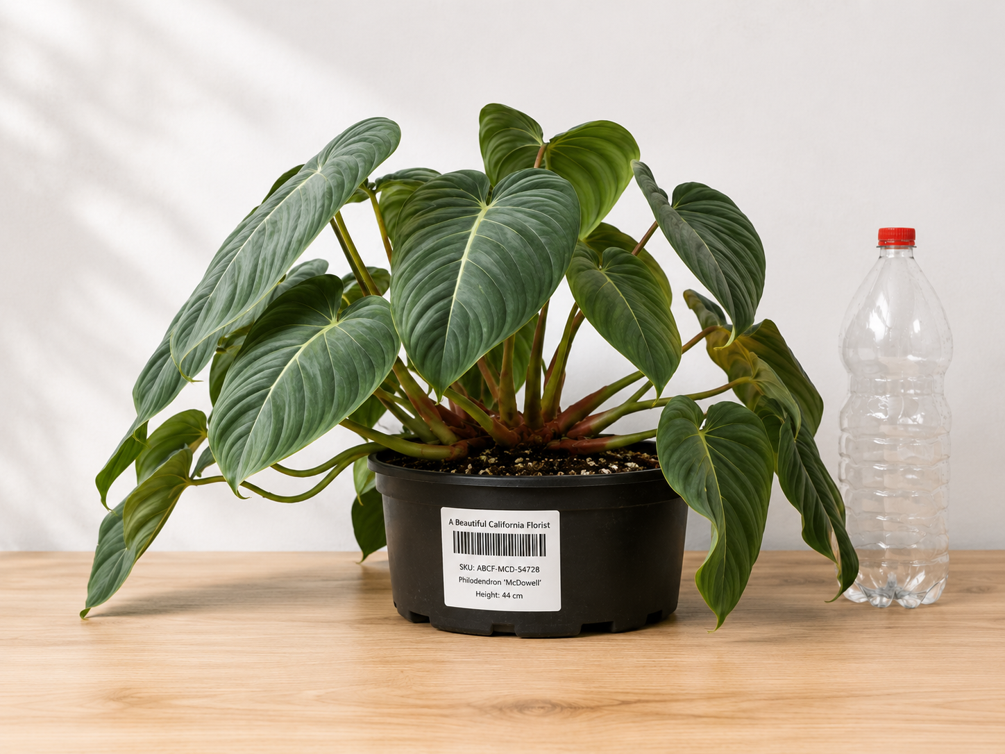 Philodendron ‘McDowell’ 8–10"