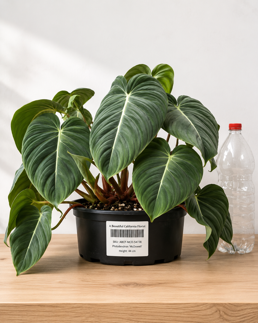 Philodendron ‘McDowell’ 8–10"
