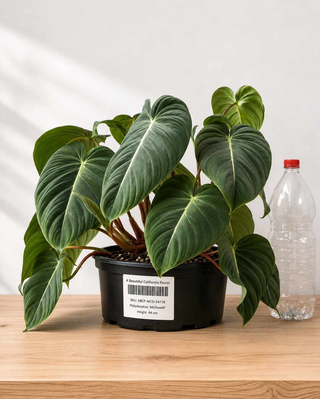 Philodendron ‘McDowell’ 8–10"