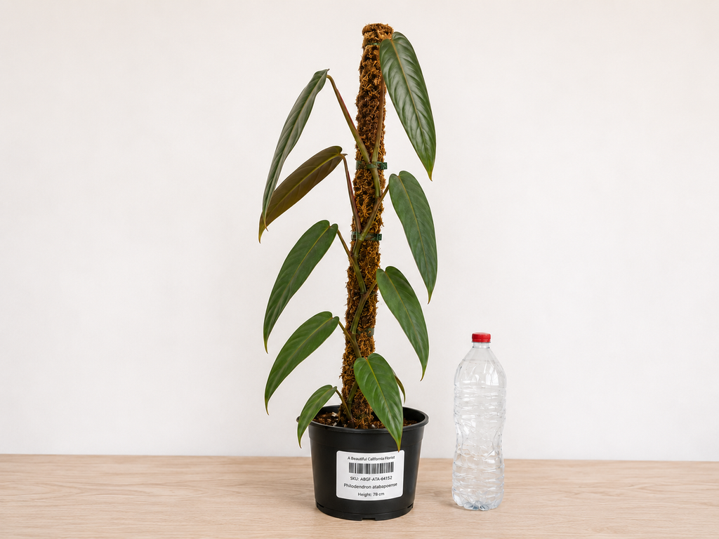 Philodendron atabapoense 6–8"pot