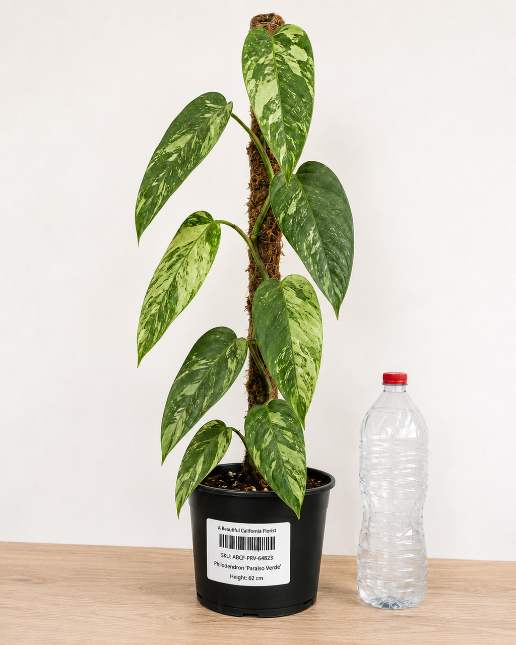 Philodendron ‘Paraiso Verde’ 6–8" pot