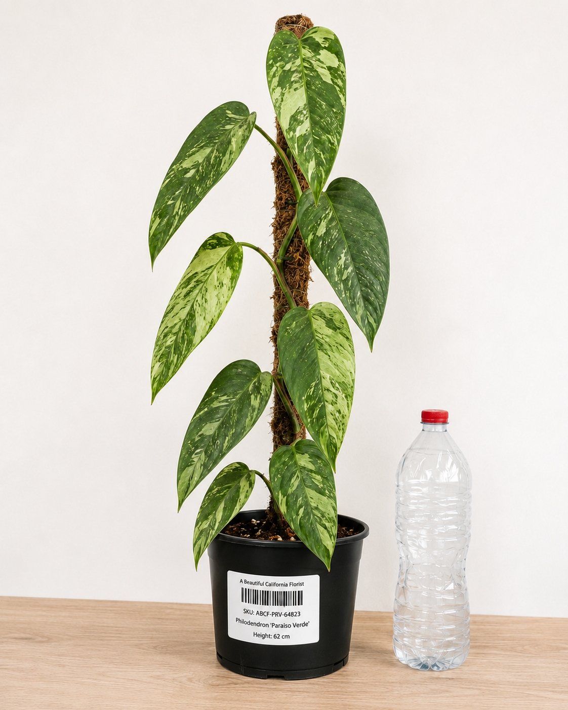 Philodendron ‘Paraiso Verde’ 6–8" pot