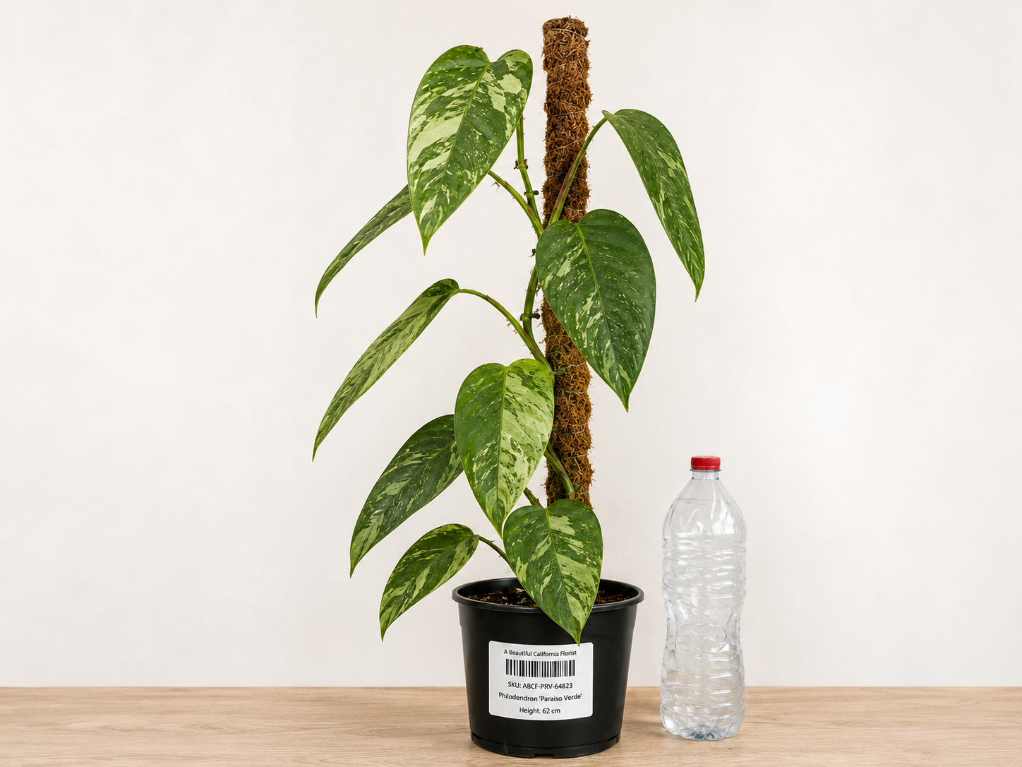 Philodendron ‘Paraiso Verde’ 6–8" pot