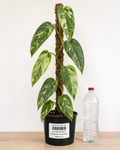 Philodendron ‘Paraiso Verde’ 6–8" pot