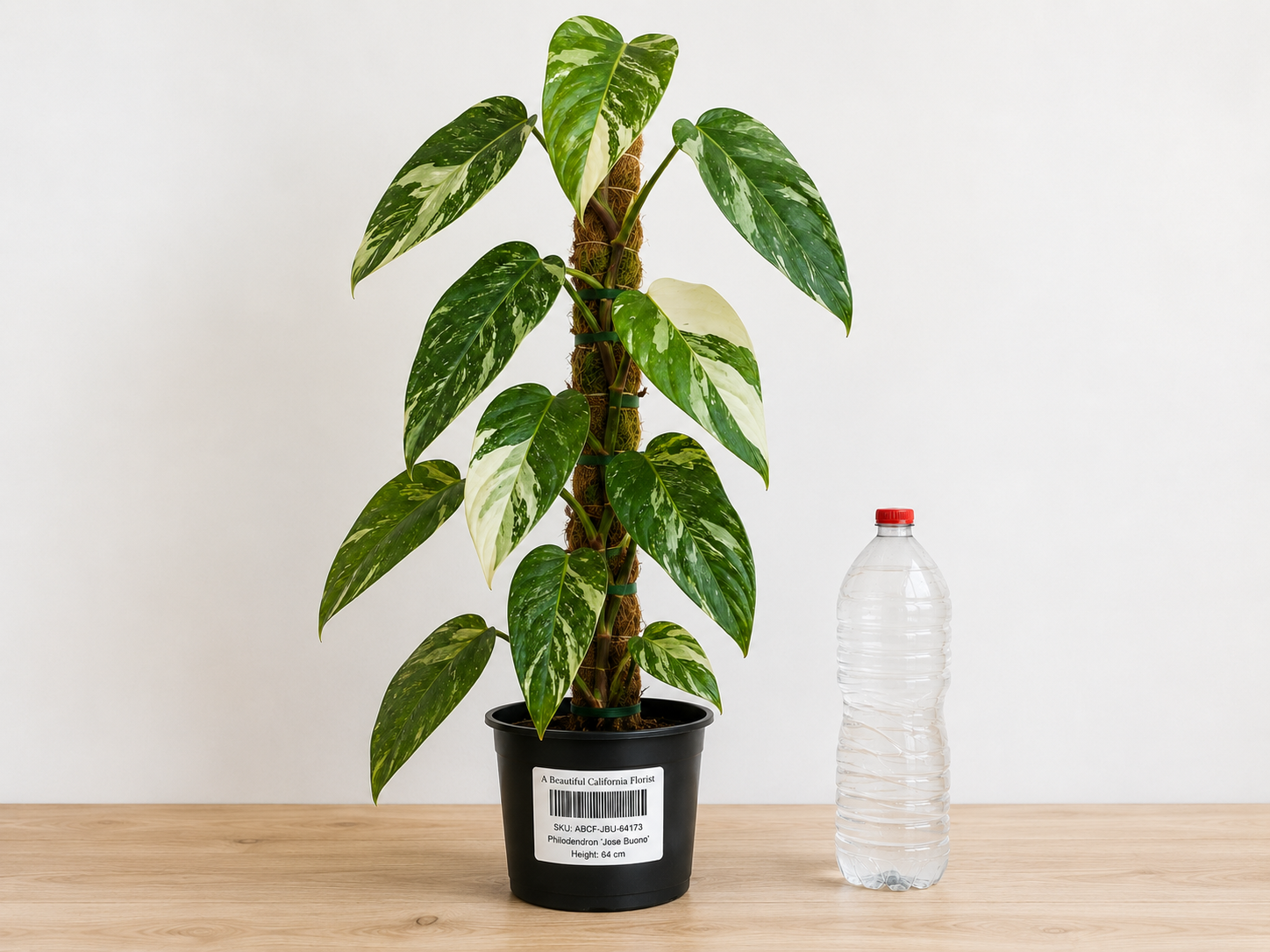 Philodendron ‘Jose Buono’ 6–8"