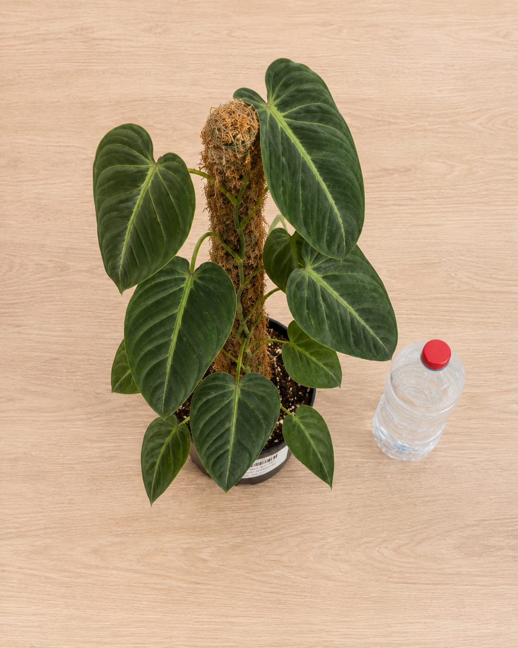 Philodendron ‘Majesty’ 6–8"