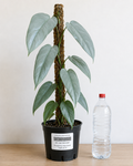 Philodendron ‘Silver Sword’ 6–8" pot
