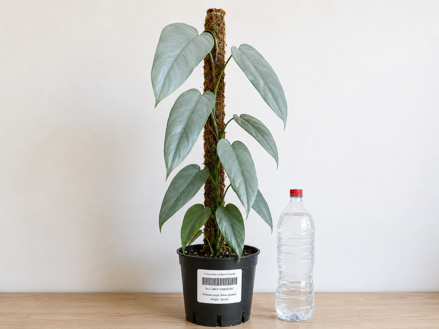 Philodendron ‘Silver Sword’ 6–8" pot
