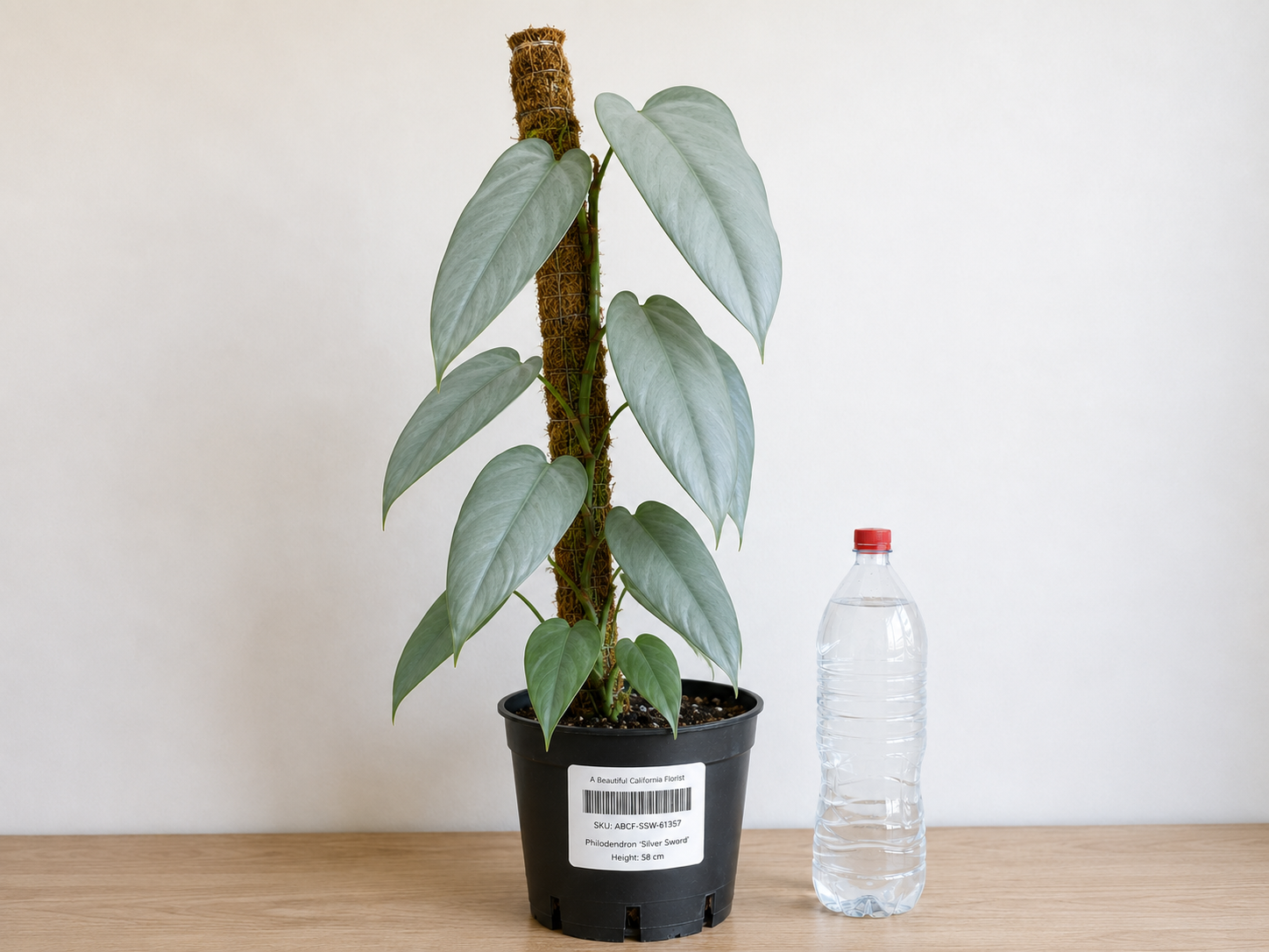 Philodendron ‘Silver Sword’ 6–8" pot