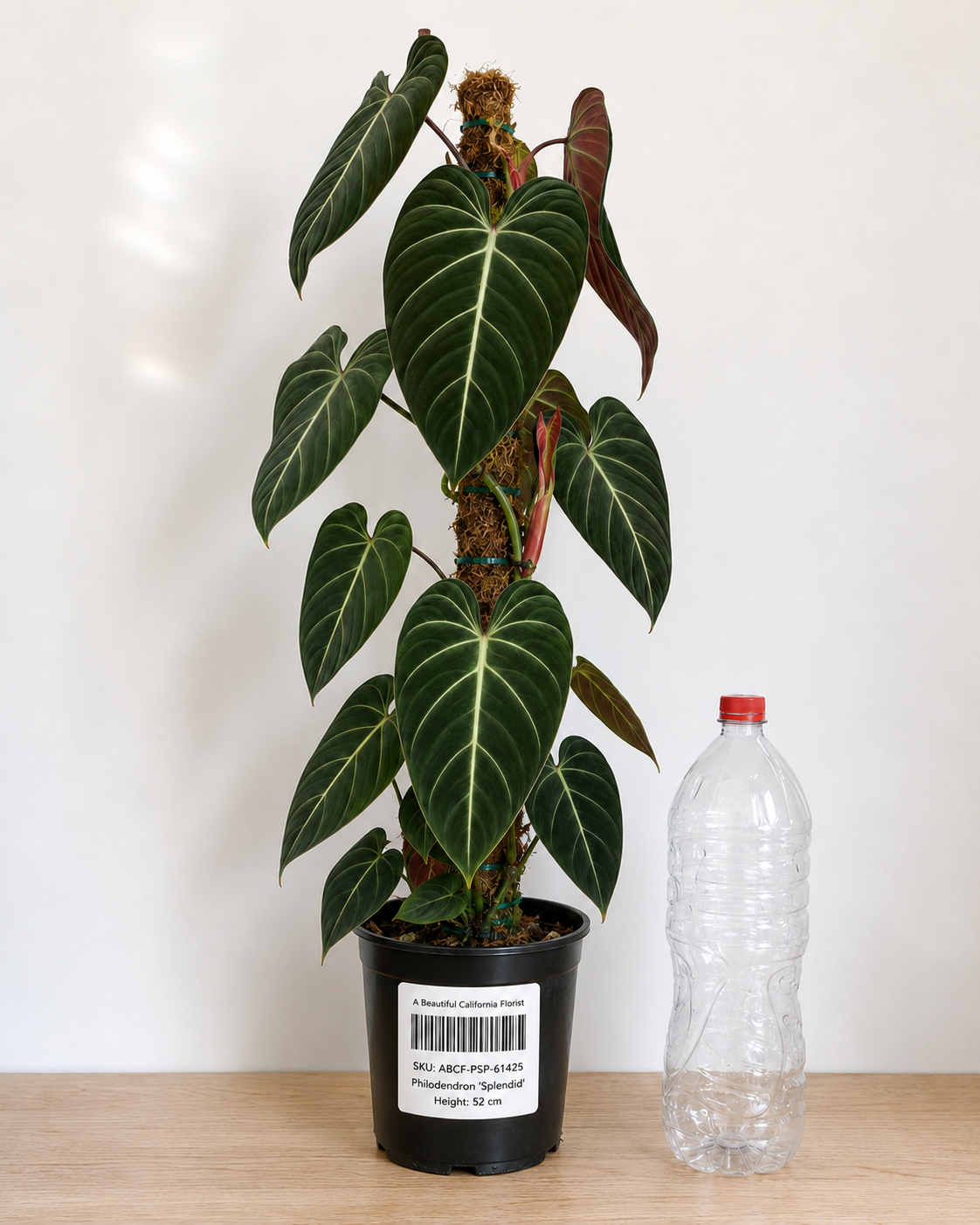 Philodendron ‘Splendid’ 6–8"