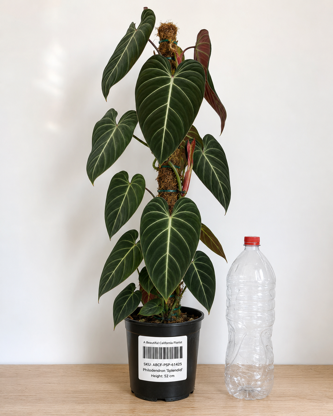 Philodendron ‘Splendid’ 6–8"