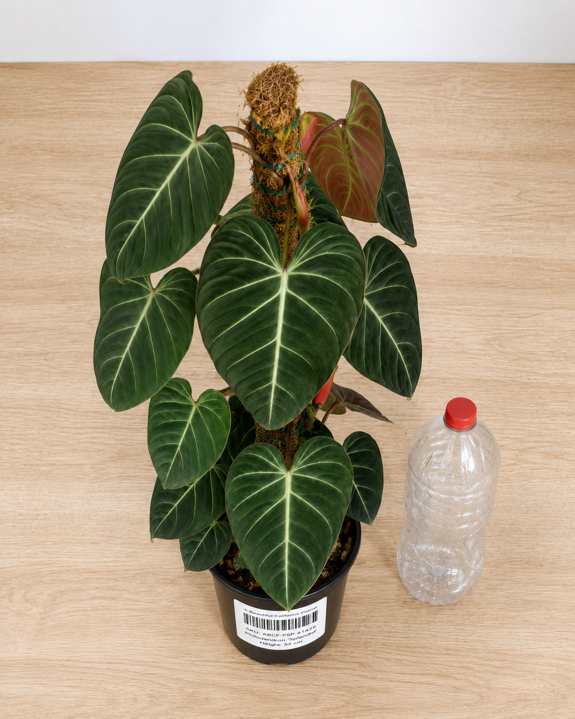 Philodendron ‘Splendid’ 6–8"