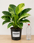 Philodendron ‘Variegated Green Congo Nuclear’ 6–8"pot