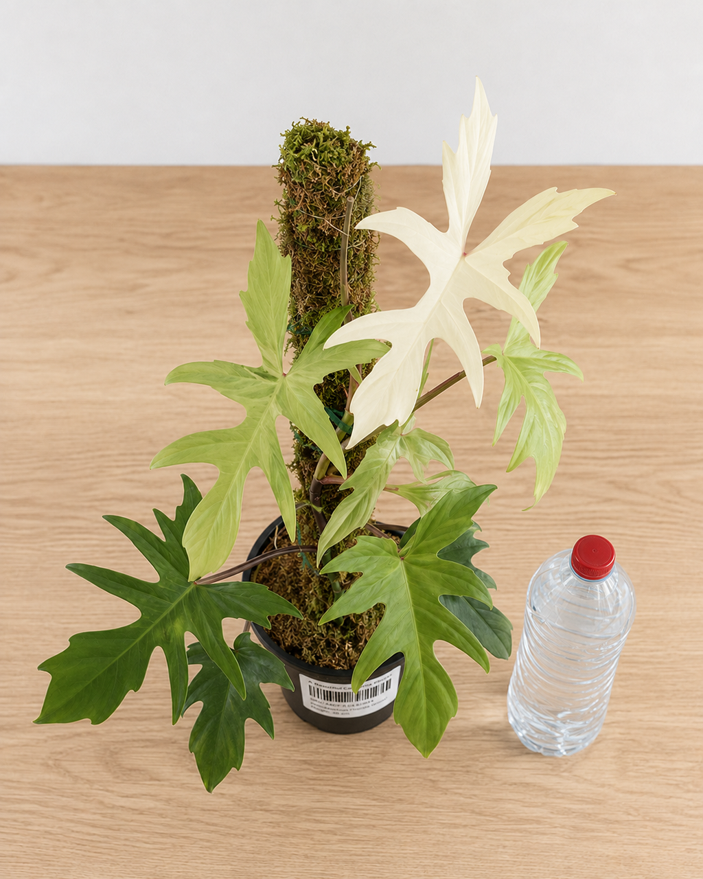 Philodendron ‘Florida Ghost’ 6–8"