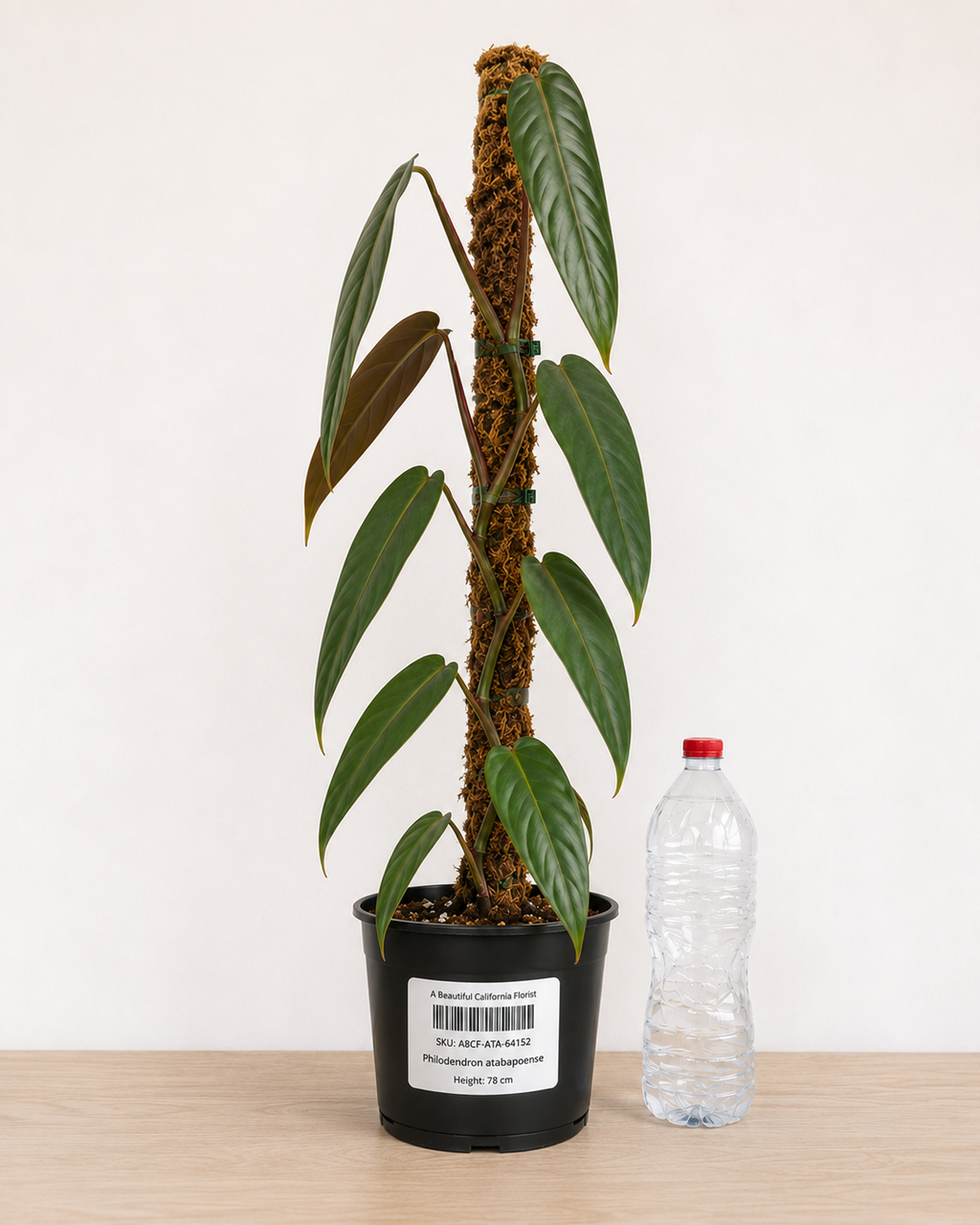 Philodendron atabapoense 6–8"pot