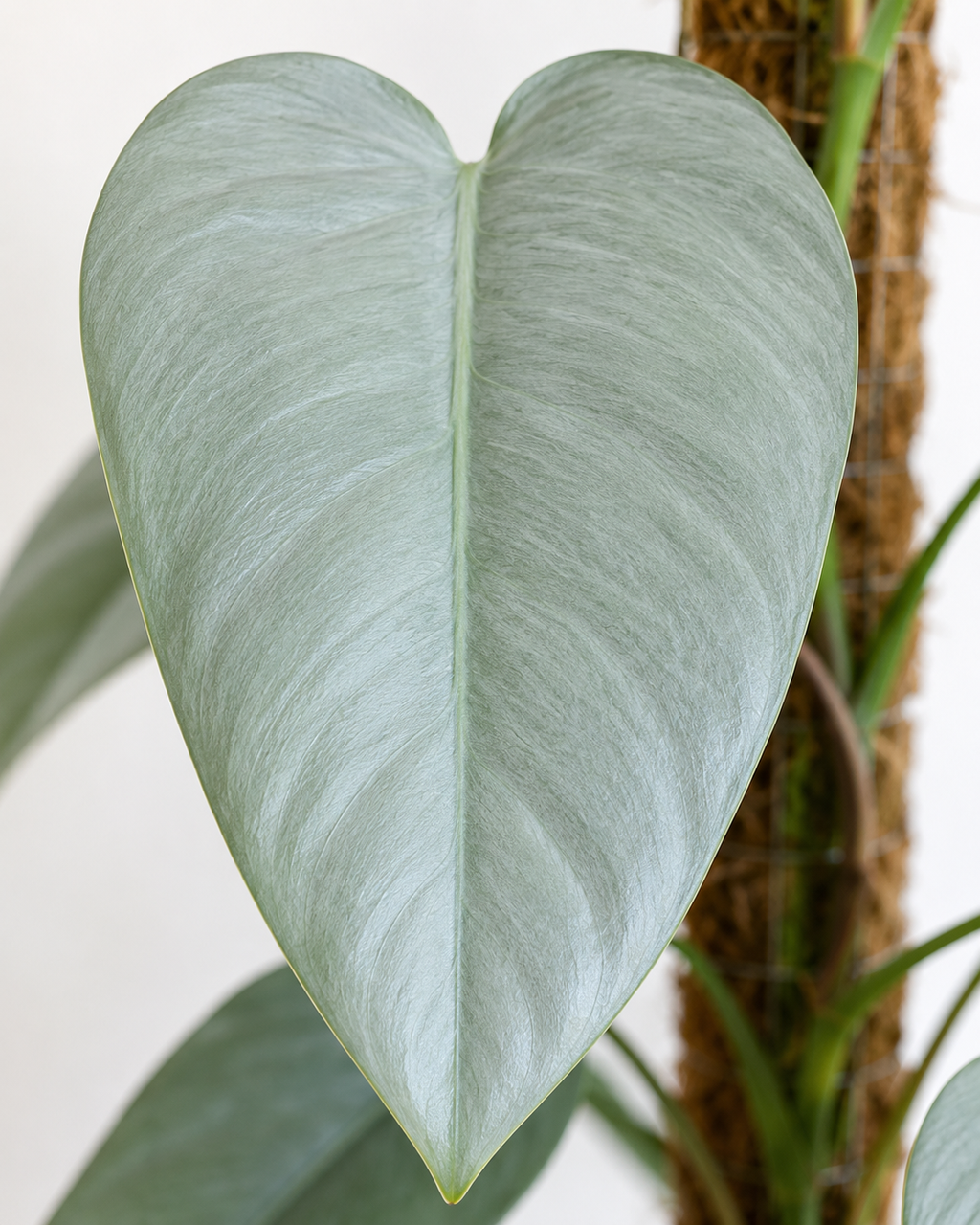 Philodendron ‘Silver Sword’ 6–8" pot