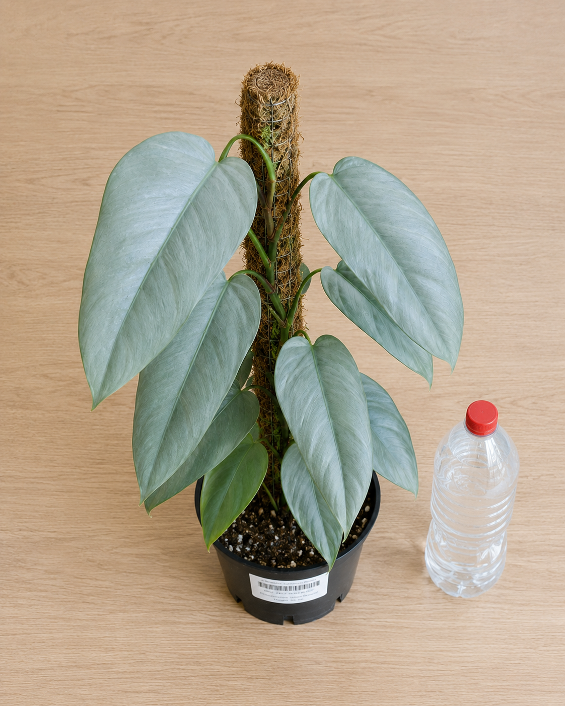 Philodendron ‘Silver Sword’ 6–8" pot