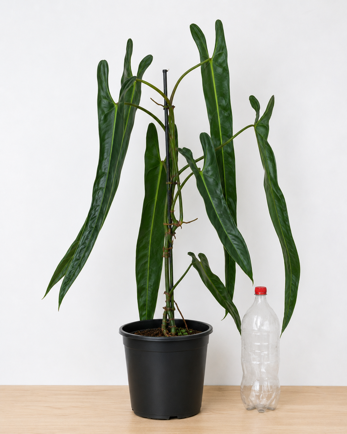 Philodendron spiritus-sancti 80-90CM