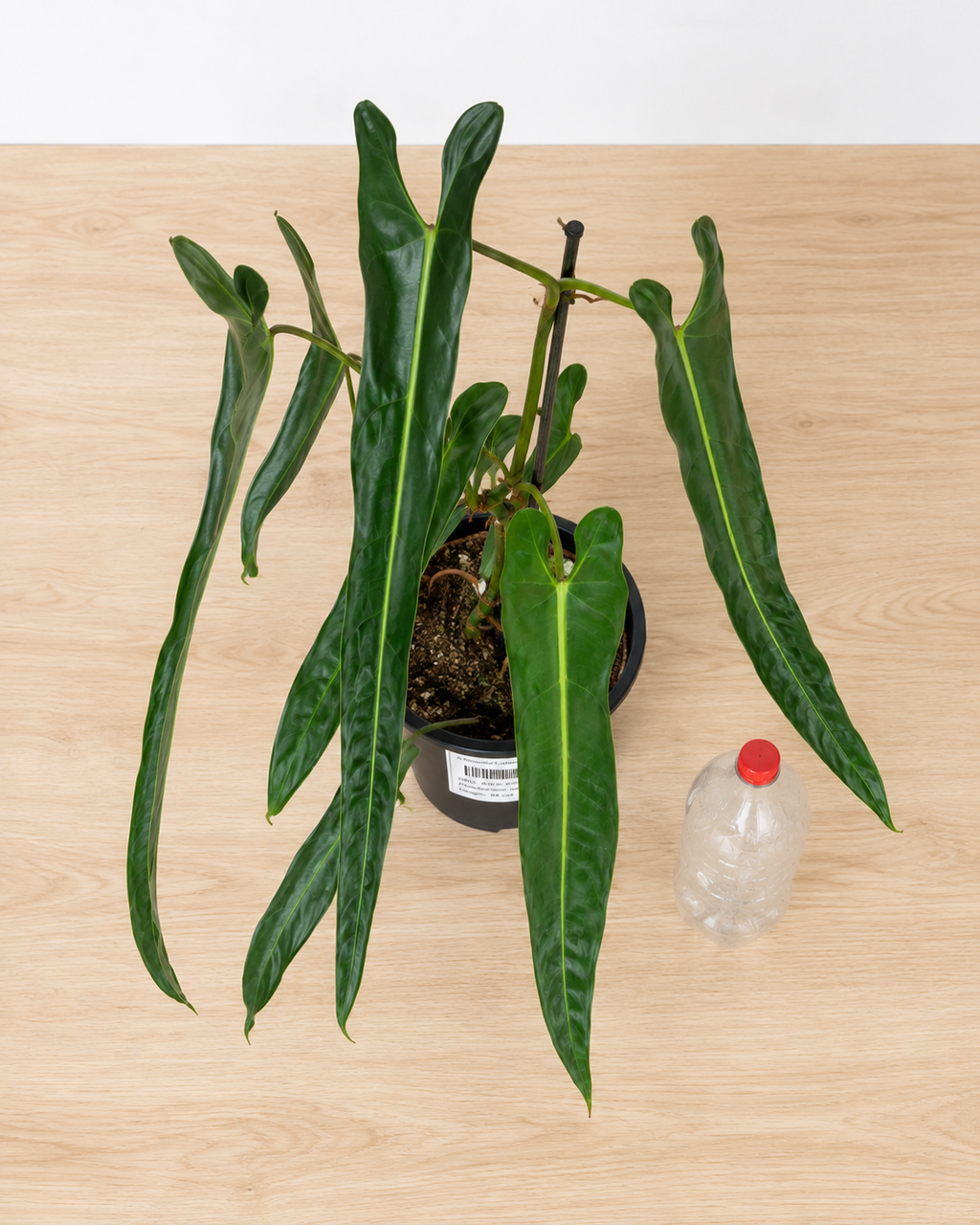 Philodendron spiritus-sancti 80-90CM