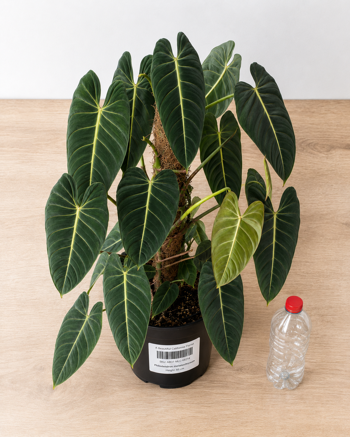 Philodendron melanochrysum 70-90 CM
