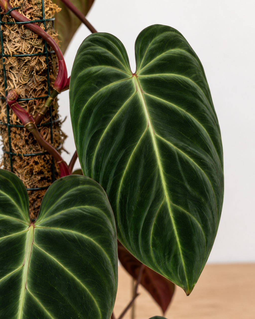 Philodendron ‘El Choco Red’ 6–8" pot
