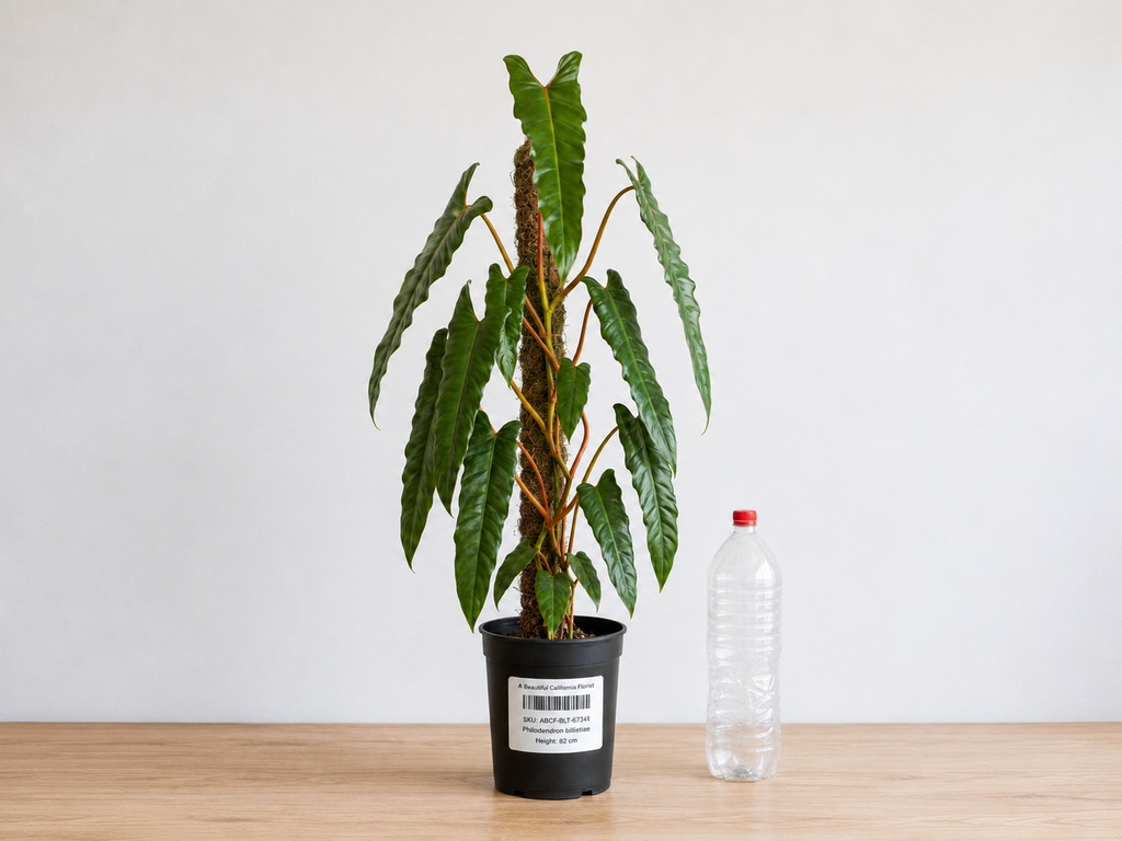 Philodendron Billietiae 6–8" pot
