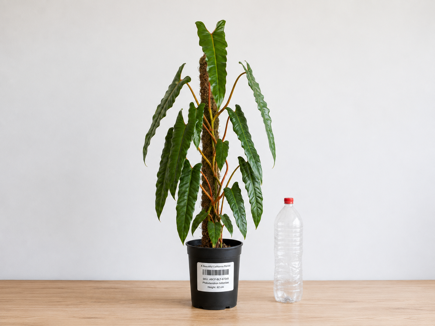 Philodendron Billietiae 6–8" pot