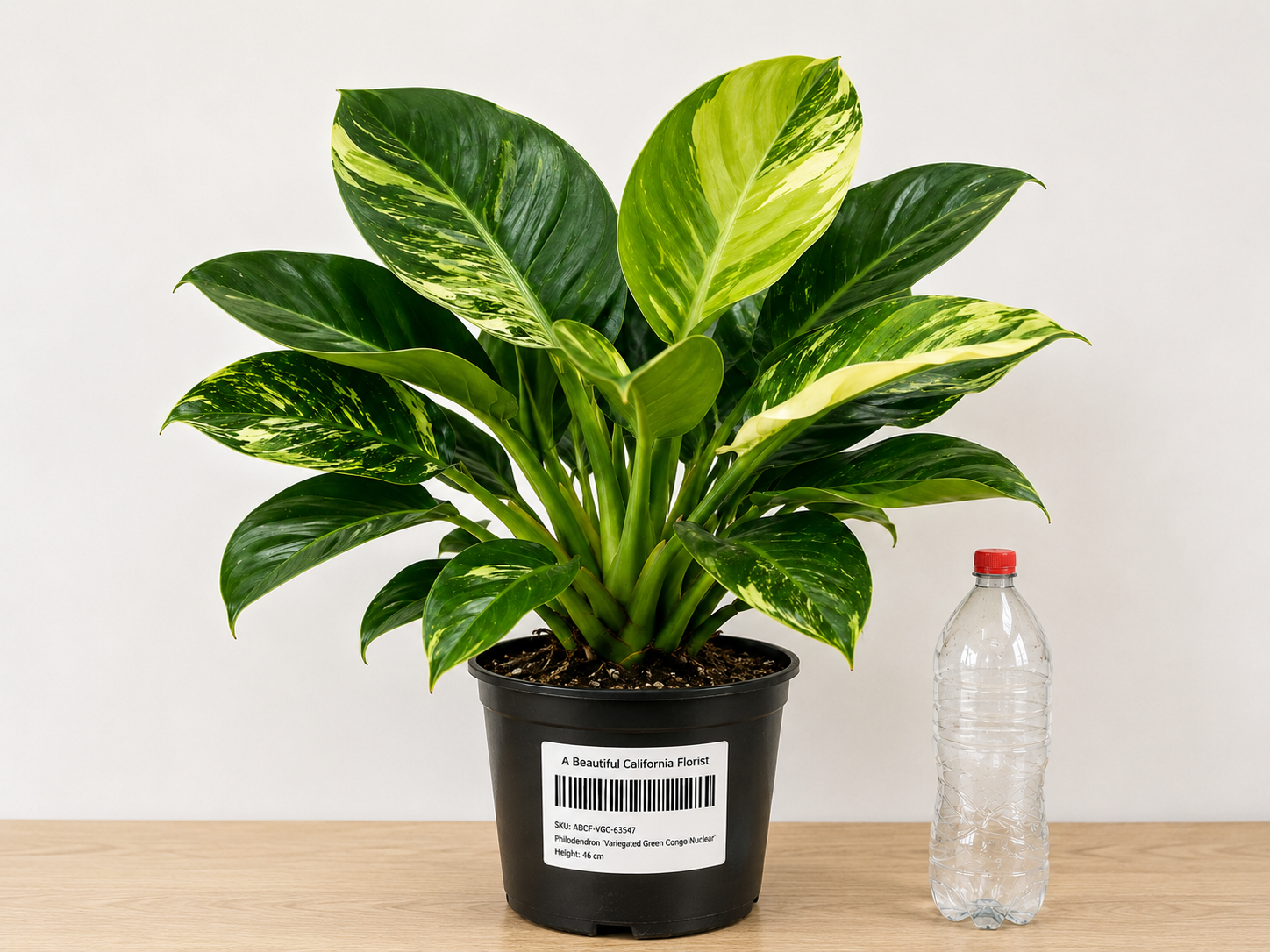 Philodendron ‘Variegated Green Congo Nuclear’ 6–8"pot