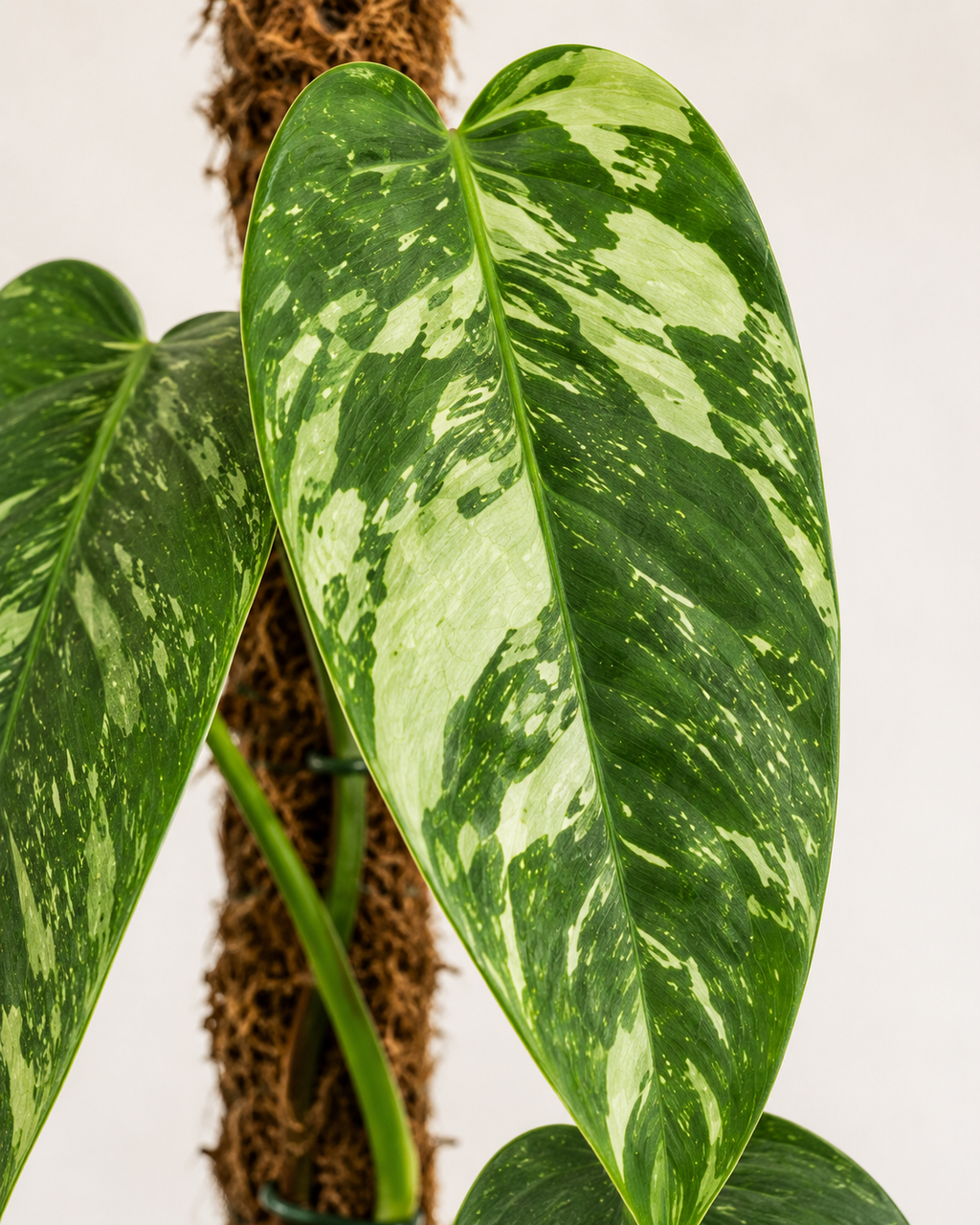 Philodendron ‘Paraiso Verde’ 6–8" pot