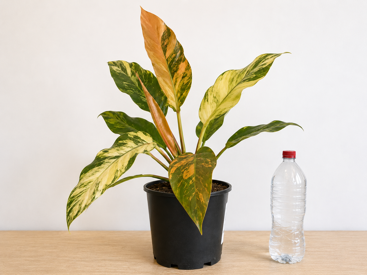 Philodendron ‘Caramel Marble’ 6–8" pot