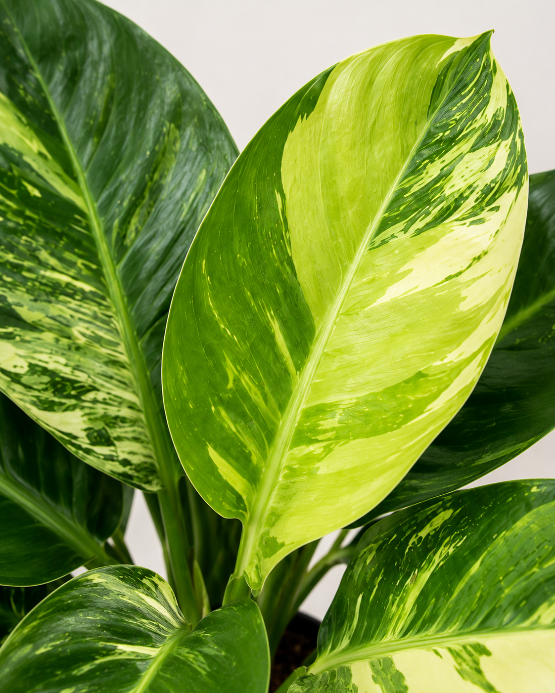 Philodendron ‘Variegated Green Congo Nuclear’ 6–8"pot