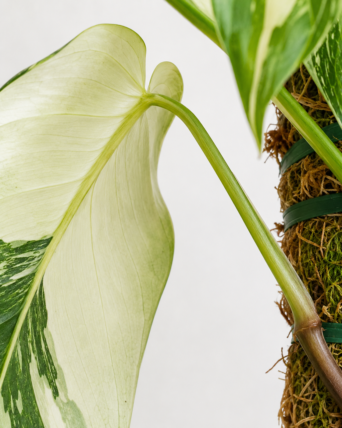 Philodendron ‘Jose Buono’ 6–8"