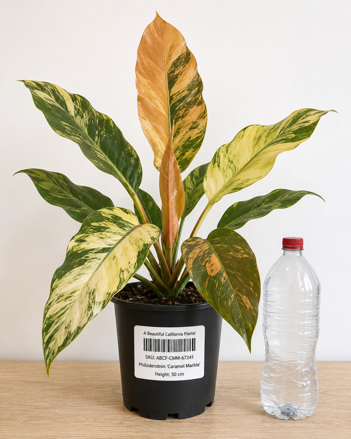 Philodendron ‘Caramel Marble’ 6–8" pot