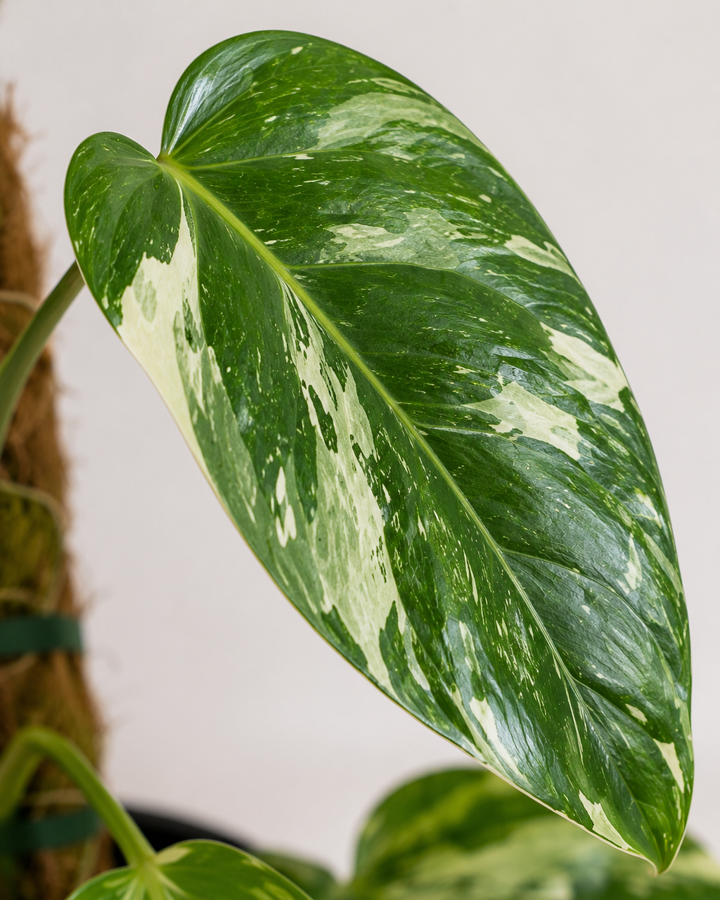 Philodendron ‘Jose Buono’ 6–8"