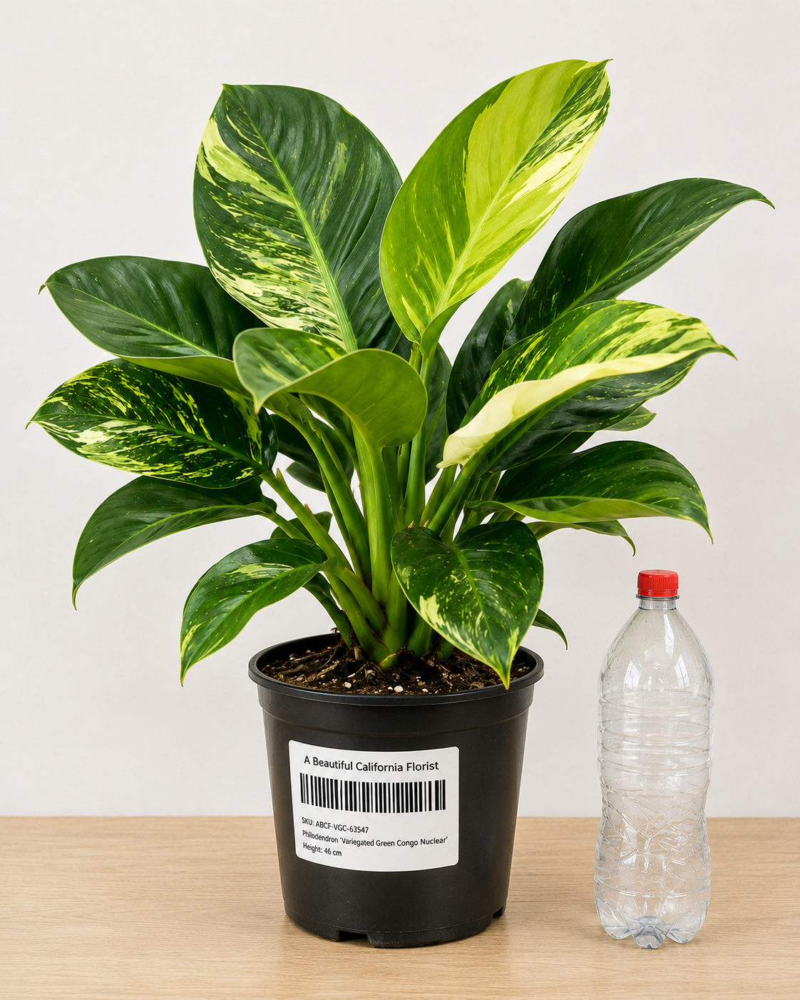 Philodendron ‘Variegated Green Congo Nuclear’ 6–8"pot