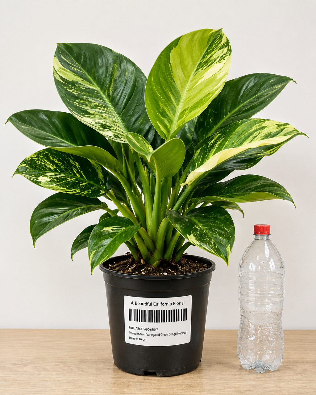 Philodendron ‘Variegated Green Congo Nuclear’ 6–8"pot