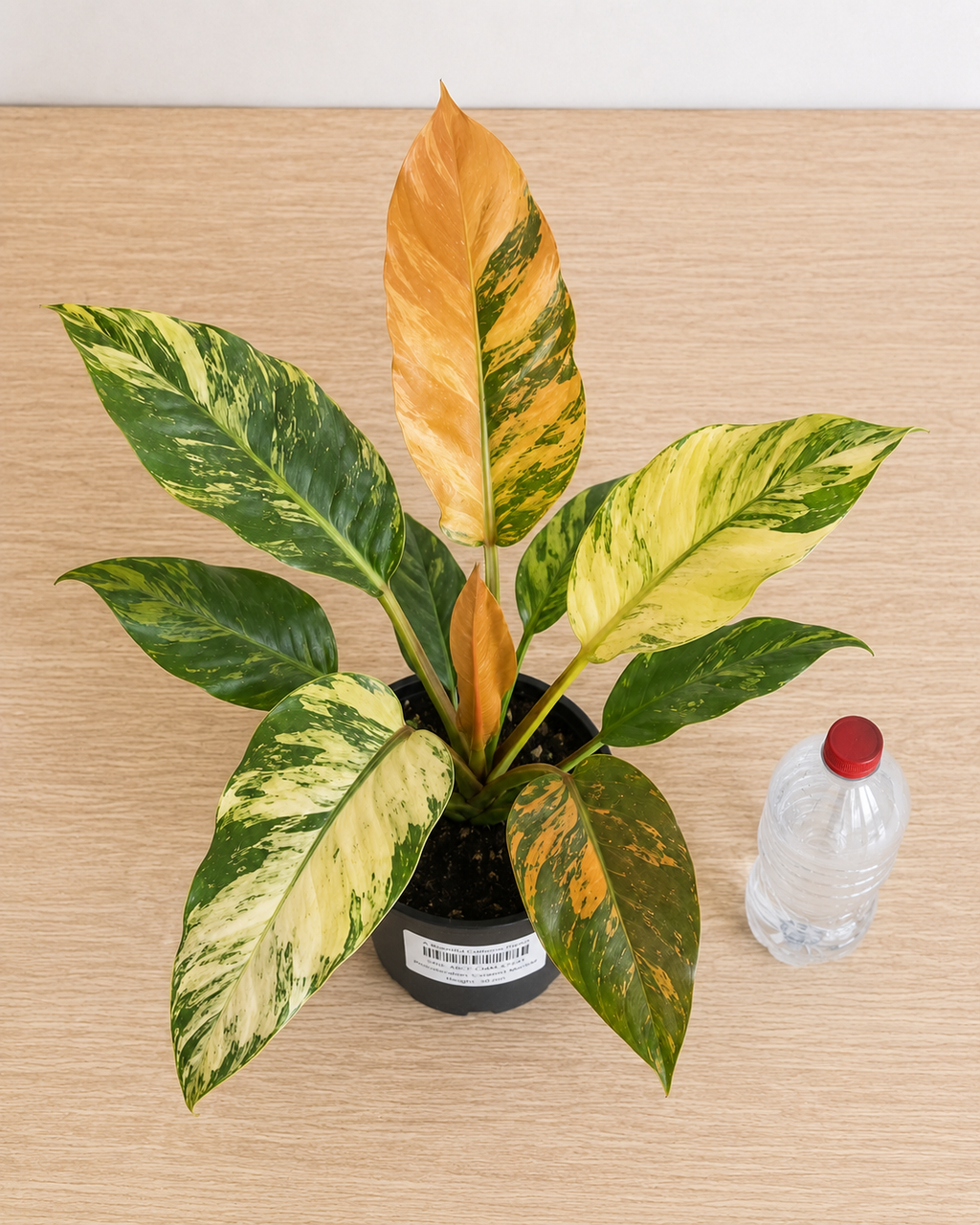 Philodendron ‘Caramel Marble’ 6–8" pot