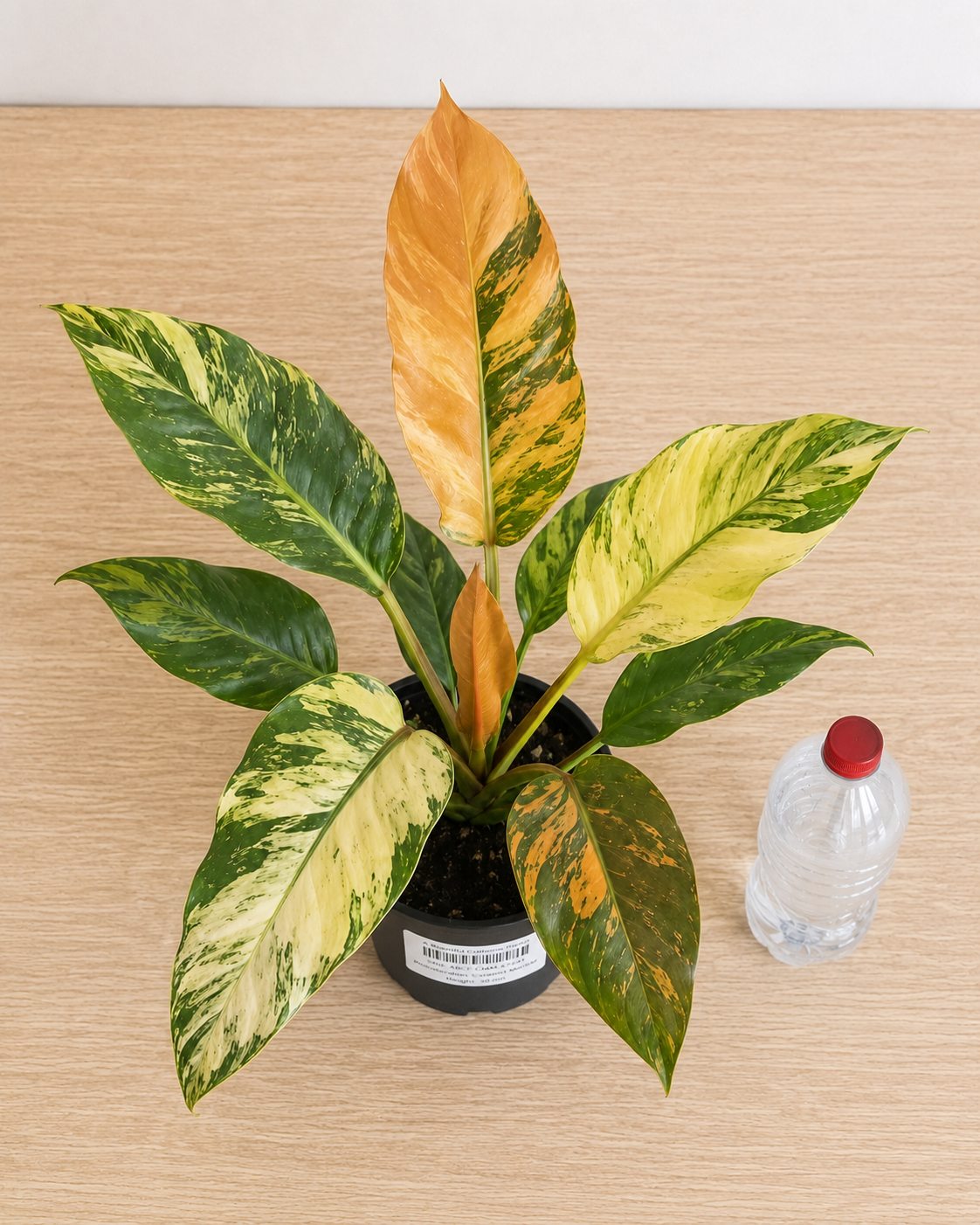 Philodendron ‘Caramel Marble’ 6–8" pot