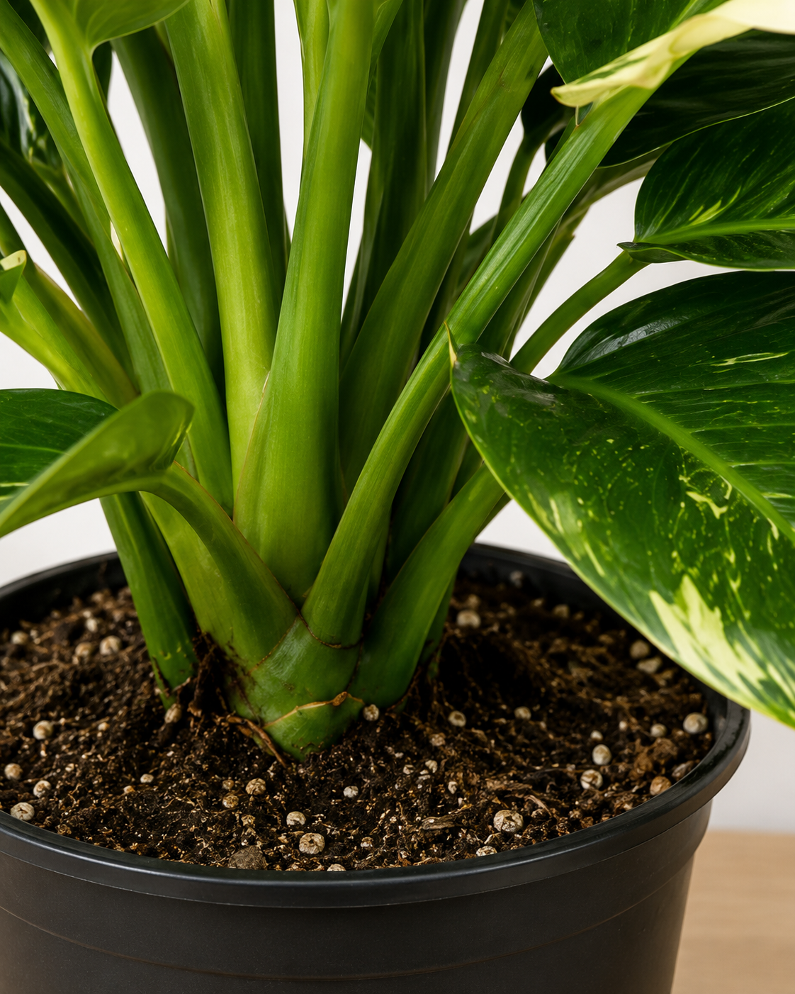 Philodendron ‘Variegated Green Congo Nuclear’ 6–8"pot